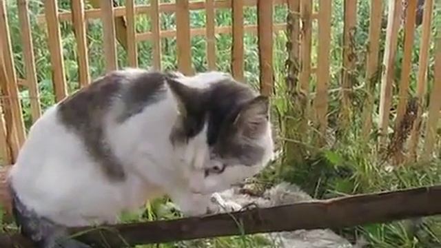 Говорящий котик Джексон, говорит: "НЕ ЗНАЮ, НЕТ" смотреть онлайн