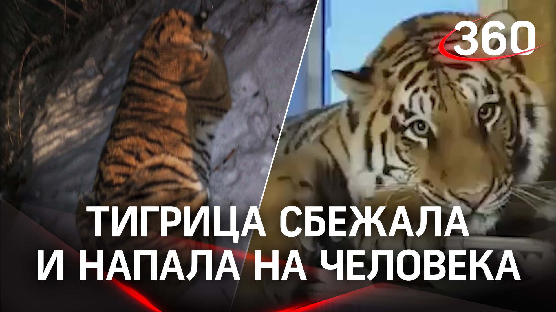 Тигрица напала на прохожего под Рязанью - сбежала из дома. Пострадавший в больнице