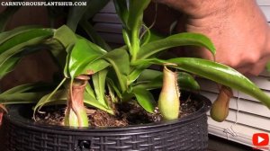 Separating & Repotting Nepenthes Ventrata Basal Shoot Cuttings - Propagate Pitcher Plants W/Cutting