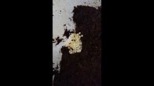 Улитки ахатины откладывают яйца (видео)