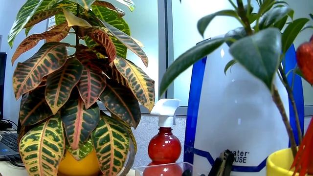 Кротон оживает