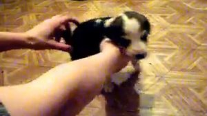 щенок русской пегой гончей