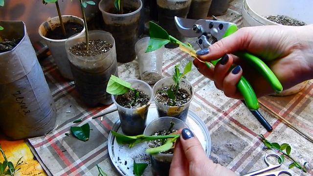 УКОРЕНЯЮ  ЦИТРУСОВЫЕ В ПЕРЛИТЕ..