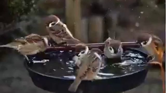 Roopchandra(4) смотреть онлайн