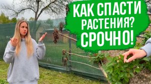 Как спасти растения от возвратных заморозков. Как спасти рассаду от заморозков.