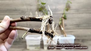 ? Какой водой КАТЕГОРИЧЕСКИ НЕЛЬЗЯ поливать САЖЕНЦЫ винограда. Как pH воды влияет на корни виноград