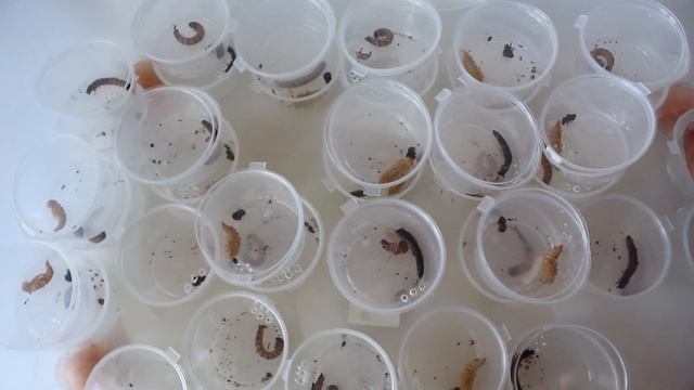 Ч. 2 и 3/ Первая личинка / Разведение зофобаса / Zophobas morio / Ферма, содержание смотреть онлайн