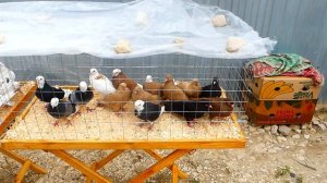 Ярмарка голубей в Гусь-Хрустальном 20.07.19.