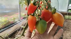 Обзор томатов в теплице на 13 августа, индетерминантные сорта и гибриды.
