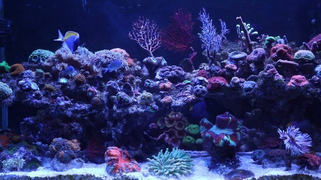 Губки: строение и систематика. смотреть онлайн