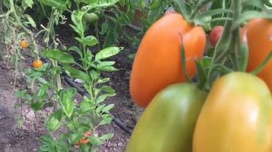 Томаты с непревзойденным вкусом и маслянистой мякотью.