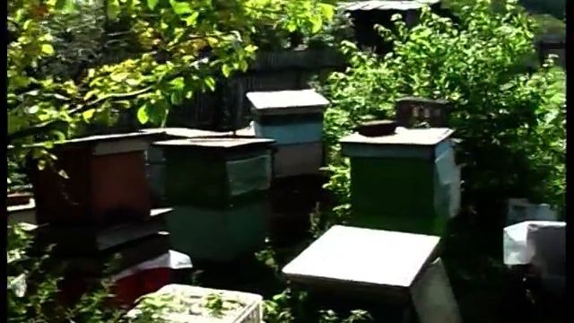 12 Отбор медовых рамок для откачки мёда смотреть онлайн