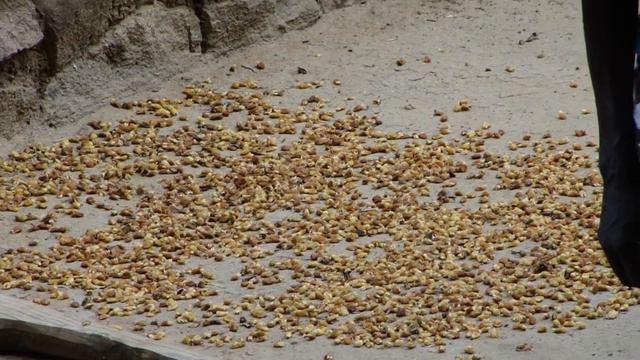 Fighting with Parthenium allergy through indigenous knowledge. Part-10 © Pankaj Oudhia смотреть онлайн