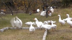 Domestic bird . Гуси -лебеди.Жизнь домашних животных.  Веселые гуси. Видео для детей.