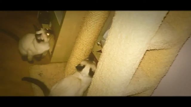 Тайский котенок 25 мес. Ищет семью. Не дорого!