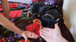 Ника и Нюша