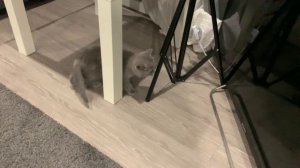 Как мы взяли котенка. Полезные советы