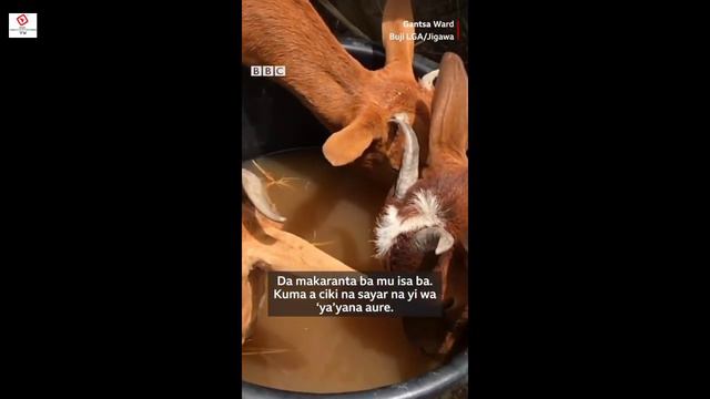 Ina yin kiwon awaki, amma nafi manyan ma'aikatan Gwamnati samun kudi. Daga wata biawar Allah смотреть онлайн