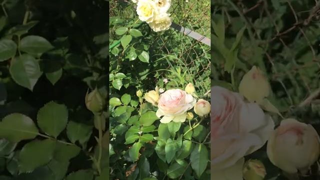 Моя Роза Эльф и Пьер де Ронсар смотреть онлайн