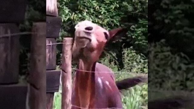 умный конь легко открывает дверь смотреть онлайн