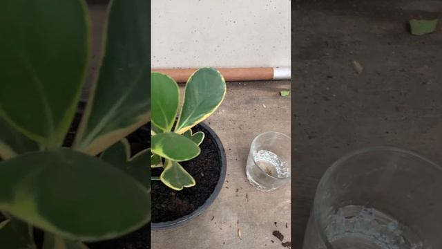 Clusia Variegata, como fiz uma muda - Aprendizado 17 смотреть онлайн