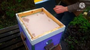 Мёд или Канди пчёлам?