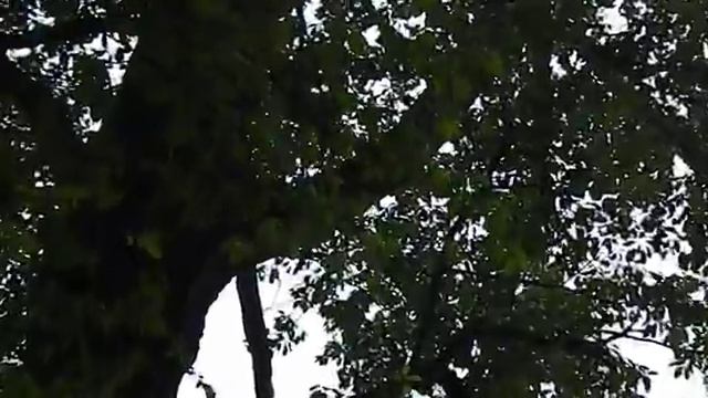 черный тополь