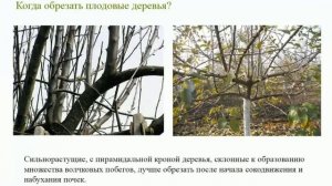 Когда обрезать плодовые деревья? Вебинар Обрезка деревьев от А до Я. Часть 2. ©