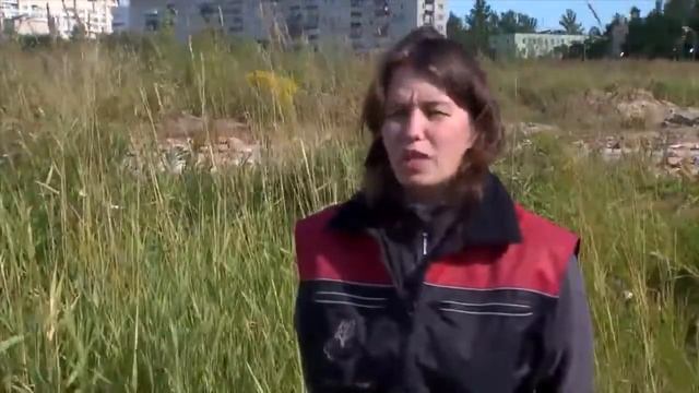 Собаки спасатели. Породы собак спасателей их описание, особенности дрессировки