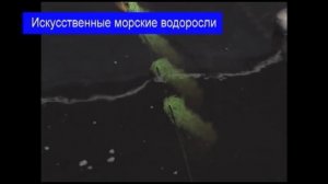 В СРКП (системе разведения креветок в помещениях)