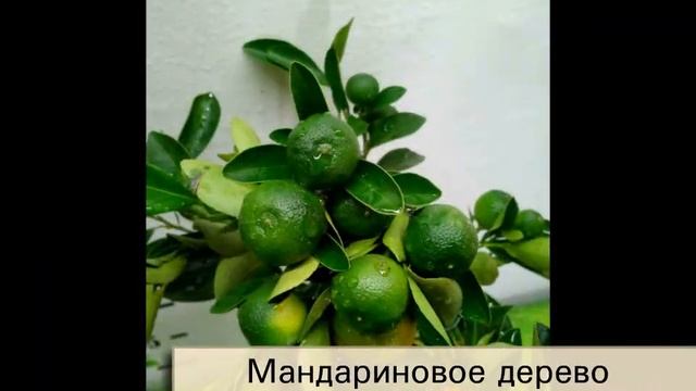 Мандариновые деревья в Челябинске