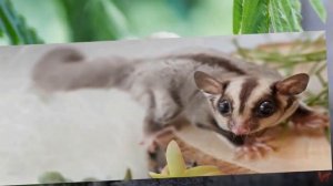 Сахарная сумчатая летяга