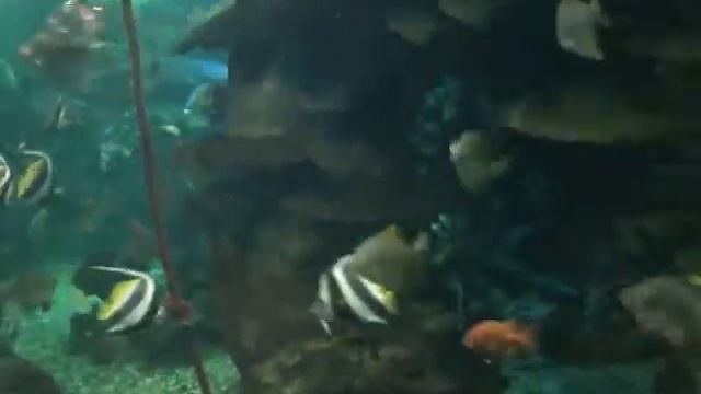 Кормление акул в океанариуме смотреть онлайн