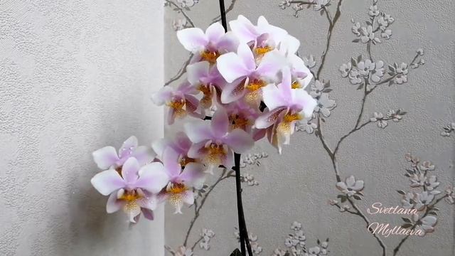 Phalaenopsis Philadelphia смотреть онлайн