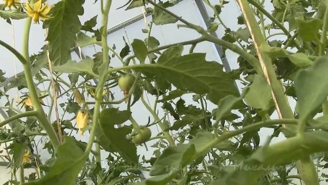 ЛЕТО. 3 ИЮЛЯ. В теплице. Комплексные обработки. смотреть онлайн