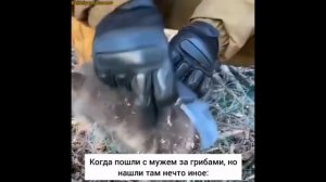 Видео из жизни животных