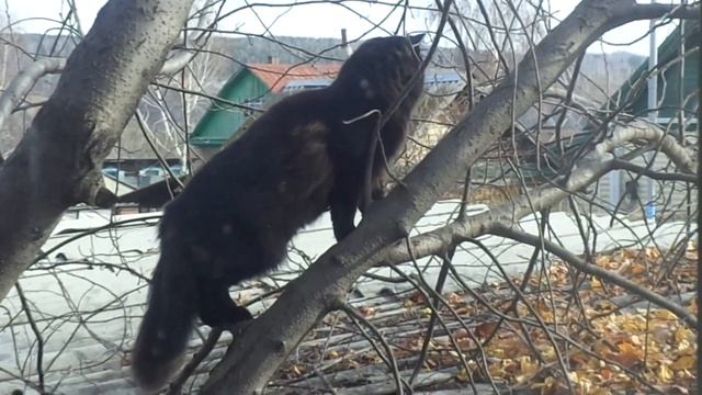 Если черный кот не дорогу переходит, а просто на дерево залез и сердито смотрит на нас в окно. смотреть онлайн