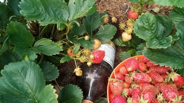 Хитрости выращивания раннего урожая клубники в Подмосковье