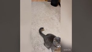 Учу кота приносить его любимую игрушку! ( Часть1 )