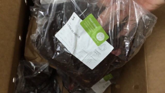 Look what arrived today! Dahlia’s | Lilies | Liatris Spicata смотреть онлайн