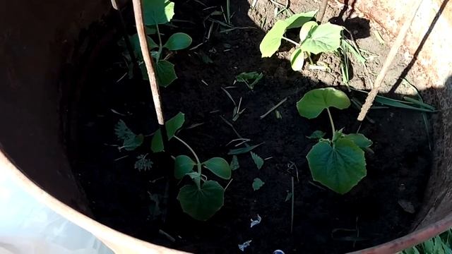 ОГУРЦЫ ВЫРАЩИВАНИЕ В СТАРОЙ БОЧКЕ! смотреть онлайн