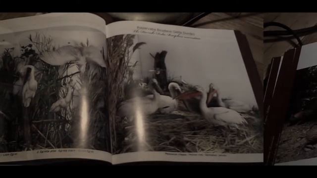 Muzeul Grigore Antipa смотреть онлайн