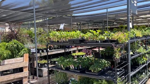 Садовый магазин в США // Где купить желтые розы // Влог США смотреть онлайн