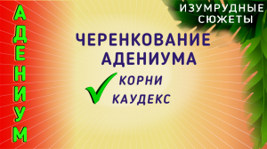 АДЕНИУМ. Черенкование Адениума. Укоренение. Формирование Корневой. Каудекс черенка