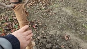 Защитить деревья от мышей. Чтобы зимой не погрызли...