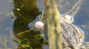 Лягушка квакает, Frog Croaking sound