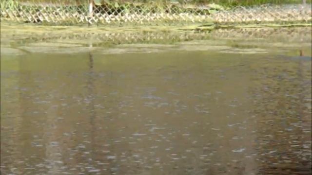 Дикие утята под окном//Сельское подворье на Урале// смотреть онлайн