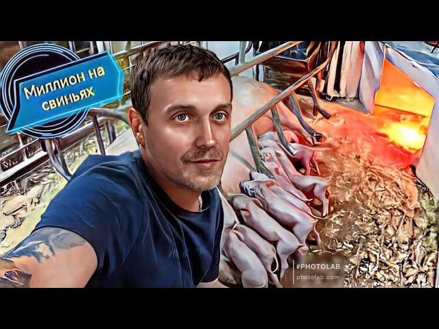 Опорос двух породного гибрида йоркшир - пьетрен макстер!