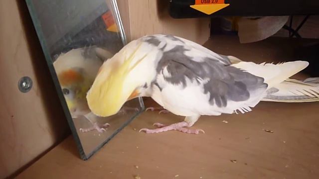 Мой попугай Григорий смотреть онлайн