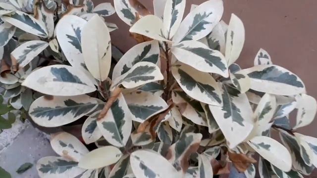 How to care Starlight ficus plant in winters/Gardening Care